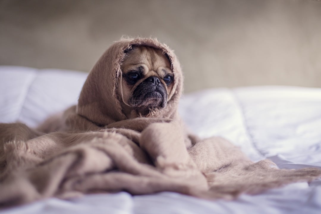 winter rash dog-blanket-aww