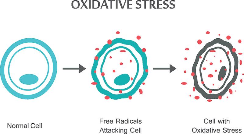 oxidative-stress-antioxidants