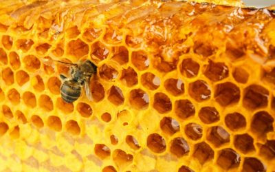 Propolis Ointment – The Answer To Your Skin Problems?