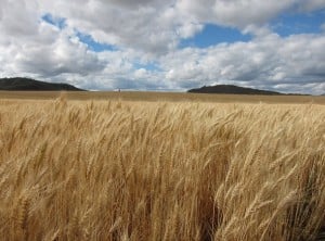 Fields in Idaho