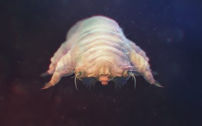 Demodex: Mites That Live On Your Skin